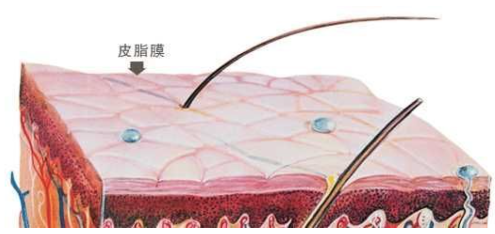 为什么你的脸容易过敏？