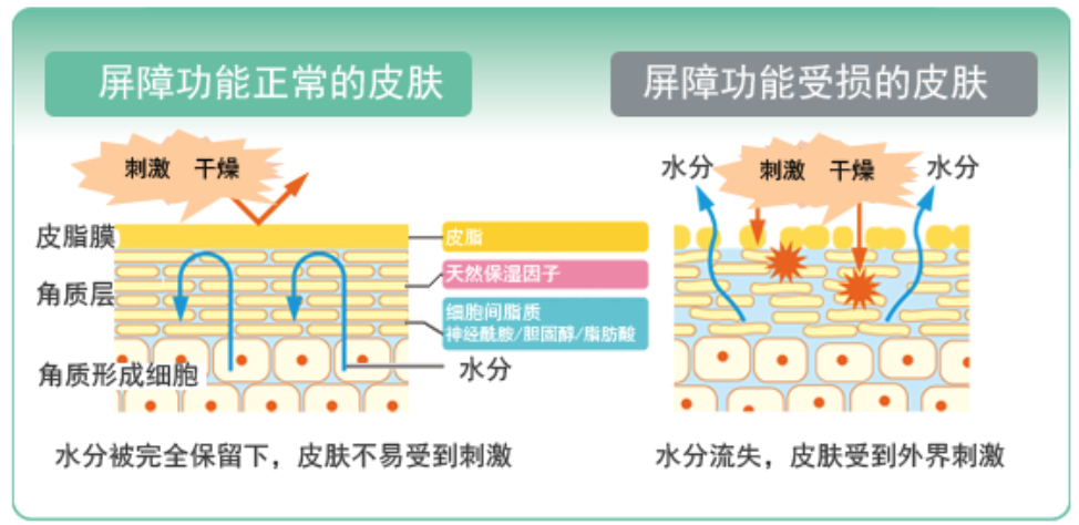 干、痒、红、肿？别慌涂护肤品，先看看皮肤屏